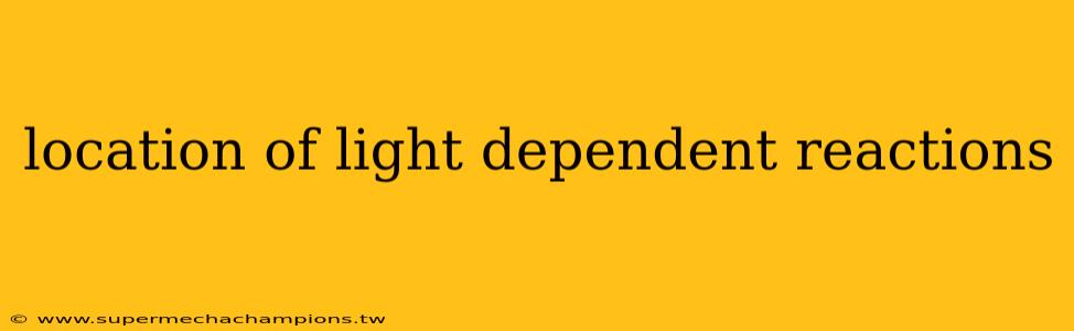 location of light dependent reactions
