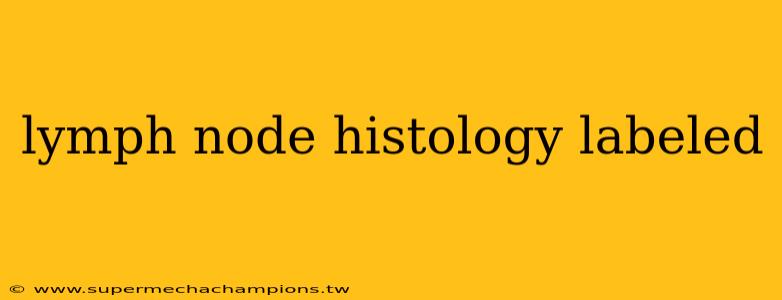 lymph node histology labeled