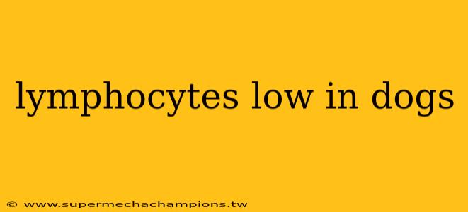 lymphocytes low in dogs