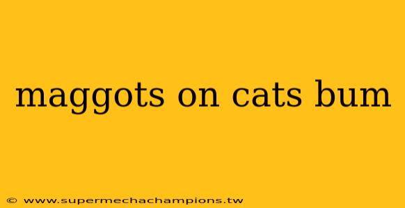 maggots on cats bum