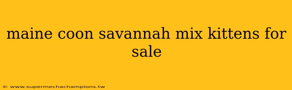maine coon savannah mix kittens for sale
