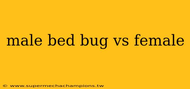 male bed bug vs female