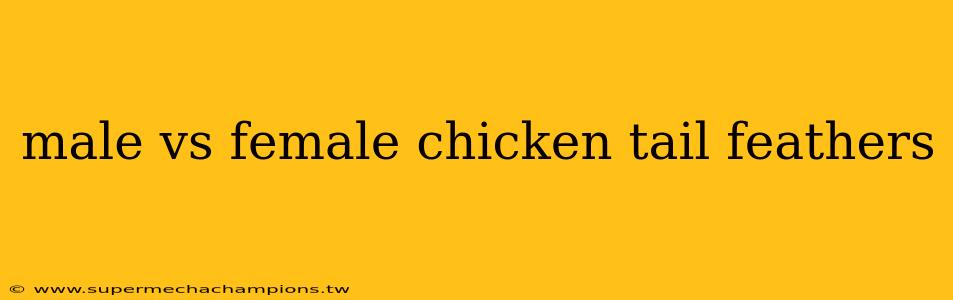 male vs female chicken tail feathers