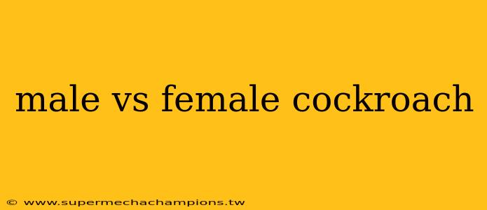 male vs female cockroach