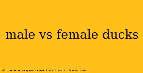 male vs female ducks