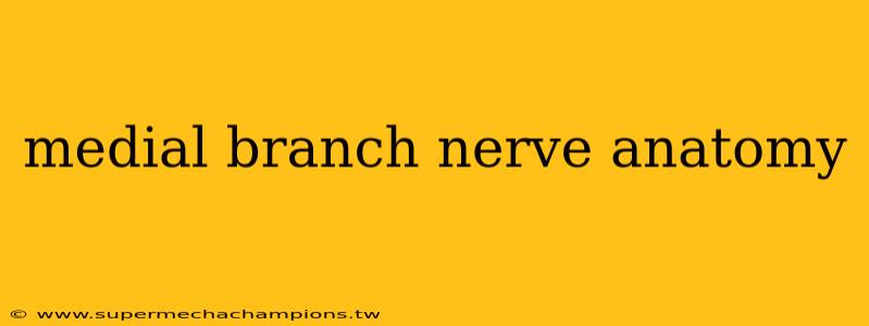 medial branch nerve anatomy