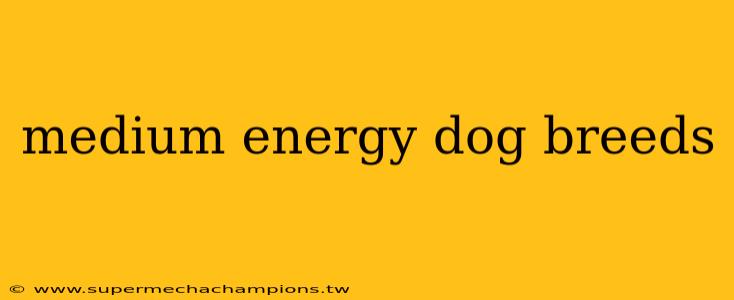 medium energy dog breeds