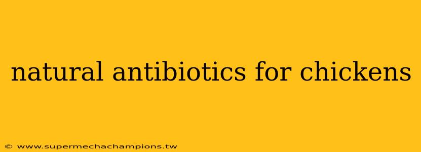 natural antibiotics for chickens