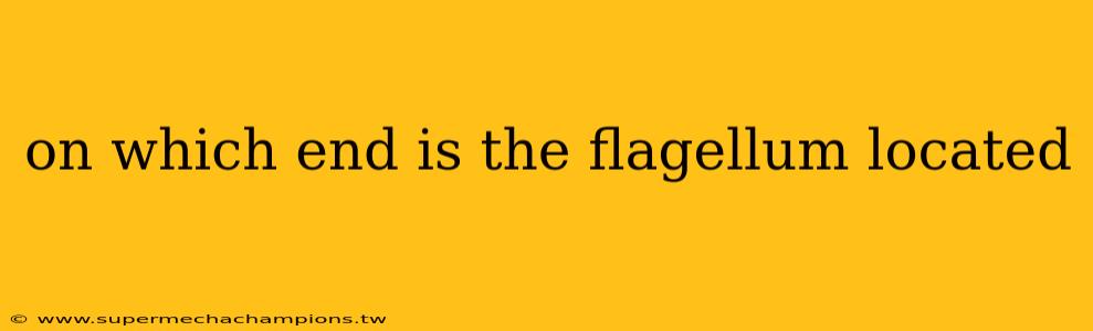 on which end is the flagellum located