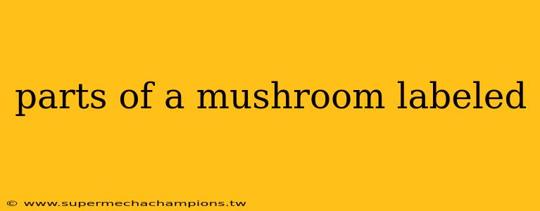 parts of a mushroom labeled