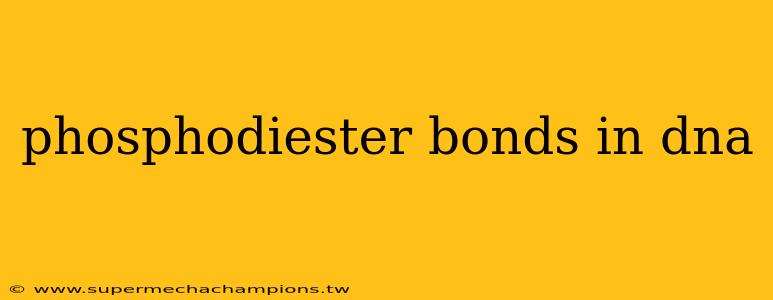 phosphodiester bonds in dna