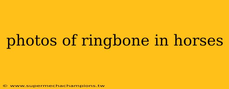 photos of ringbone in horses