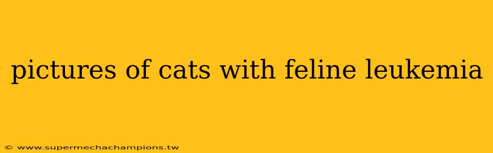 pictures of cats with feline leukemia