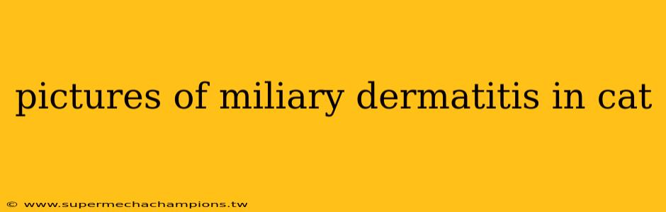pictures of miliary dermatitis in cat
