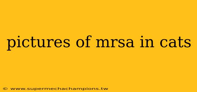 pictures of mrsa in cats