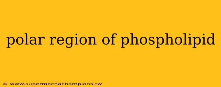 polar region of phospholipid