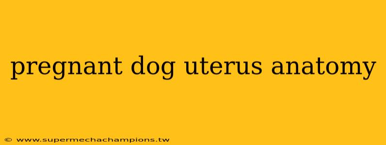 pregnant dog uterus anatomy