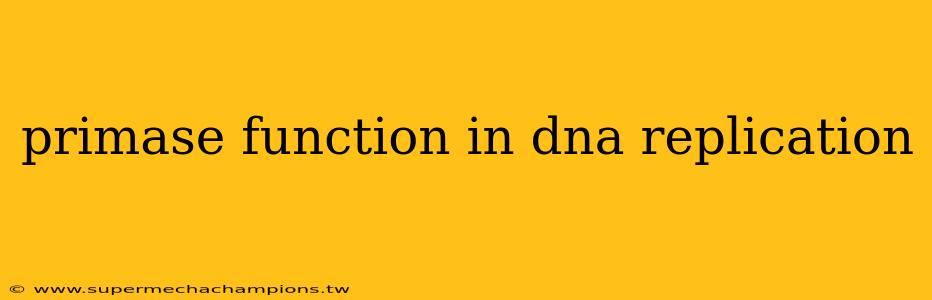primase function in dna replication