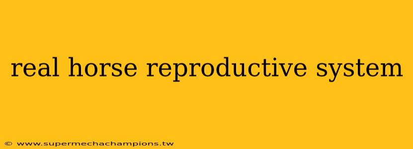 real horse reproductive system