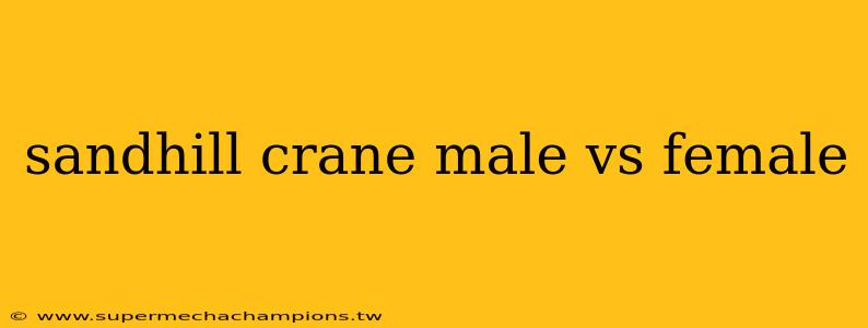 sandhill crane male vs female