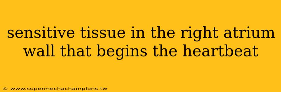 sensitive tissue in the right atrium wall that begins the heartbeat