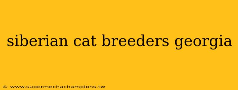 siberian cat breeders georgia