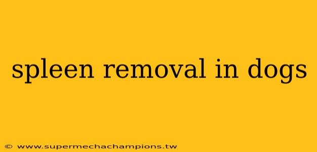 spleen removal in dogs