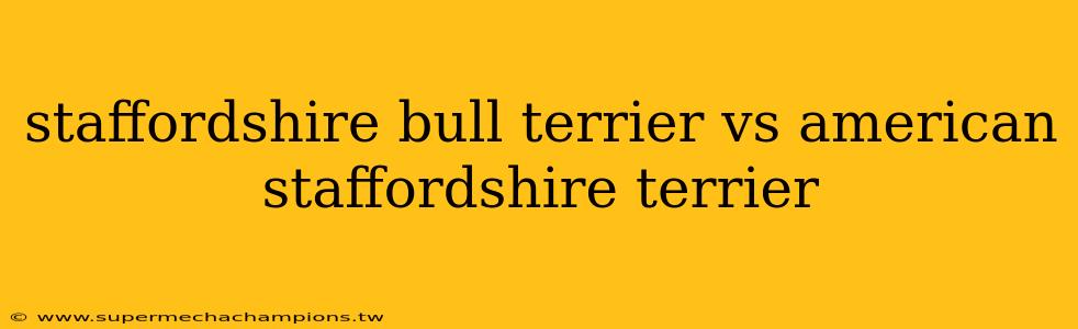 staffordshire bull terrier vs american staffordshire terrier
