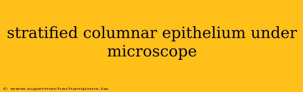 stratified columnar epithelium under microscope