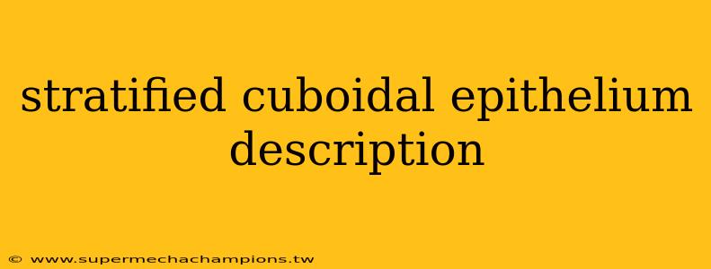 stratified cuboidal epithelium description
