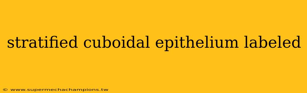 stratified cuboidal epithelium labeled