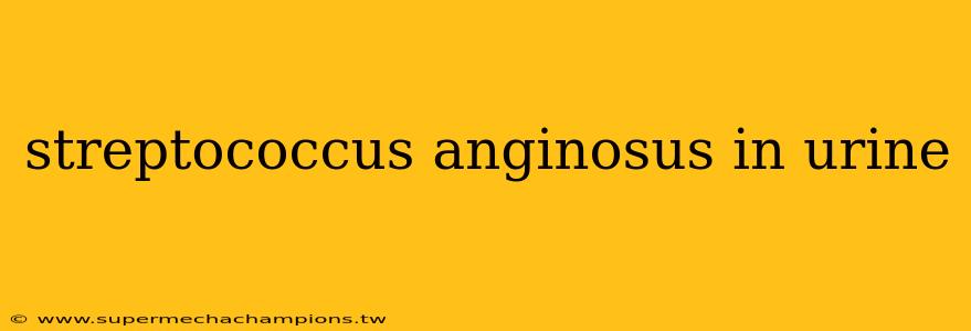 streptococcus anginosus in urine