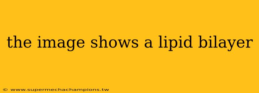 the image shows a lipid bilayer