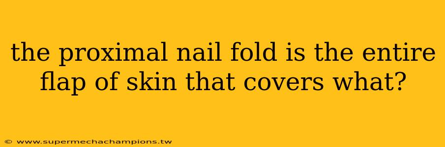 the proximal nail fold is the entire flap of skin that covers what?