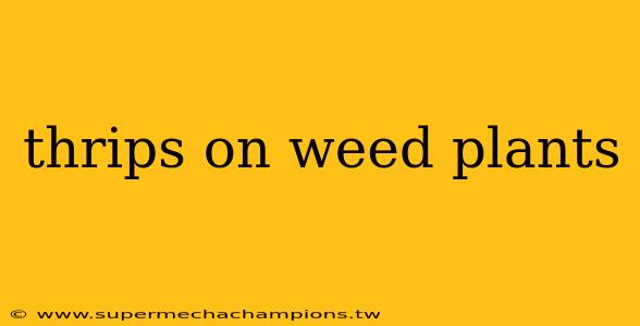 thrips on weed plants