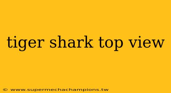 tiger shark top view