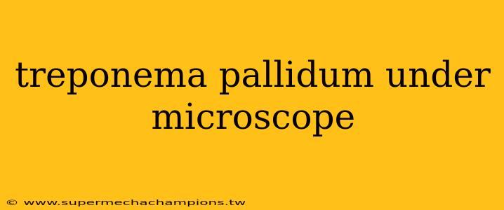 treponema pallidum under microscope