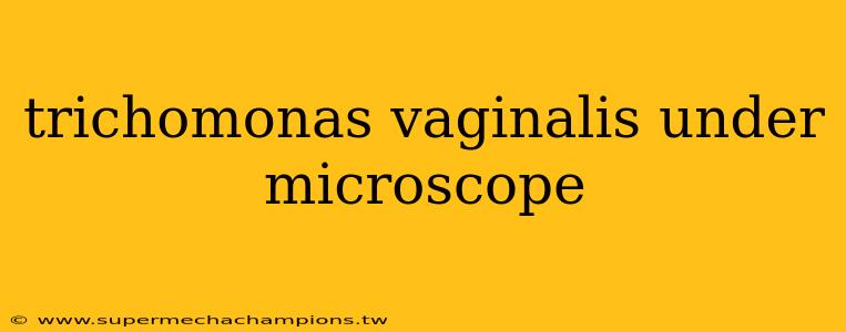 trichomonas vaginalis under microscope