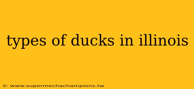 types of ducks in illinois