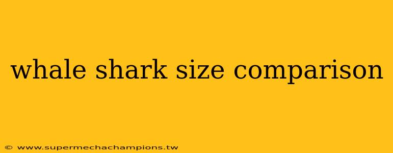 whale shark size comparison