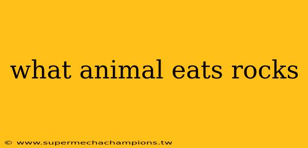 what animal eats rocks