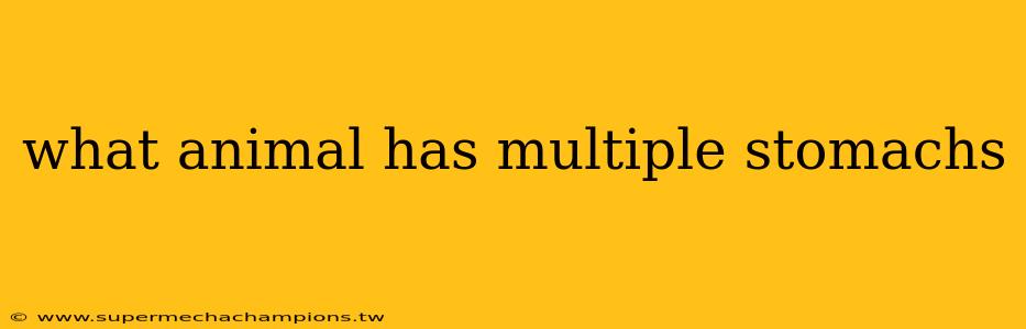 what animal has multiple stomachs