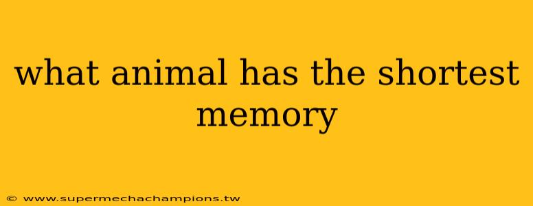 what animal has the shortest memory