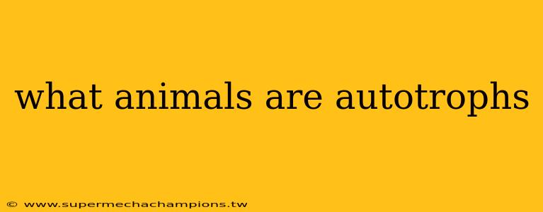 what animals are autotrophs