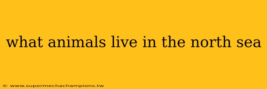what animals live in the north sea