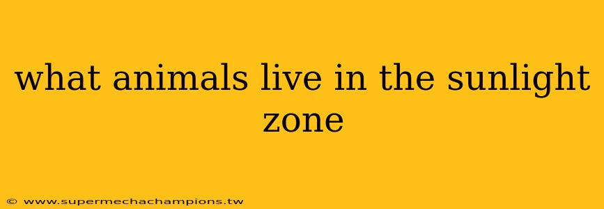 what animals live in the sunlight zone