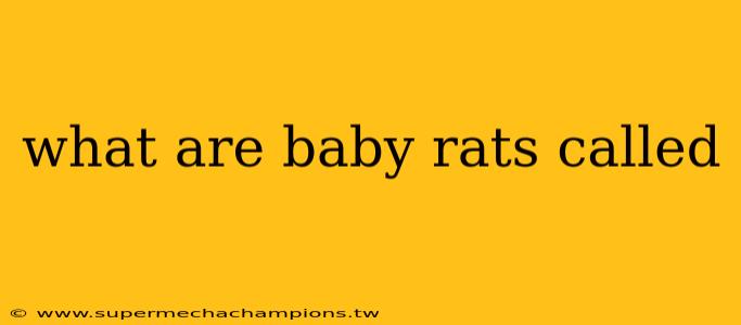 what are baby rats called