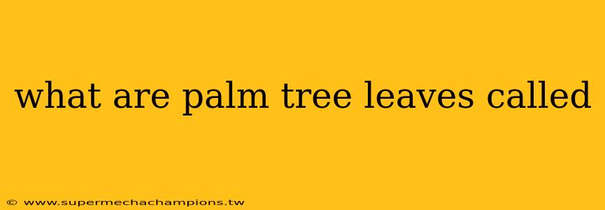 what are palm tree leaves called
