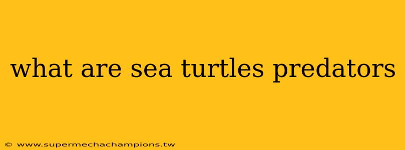 what are sea turtles predators