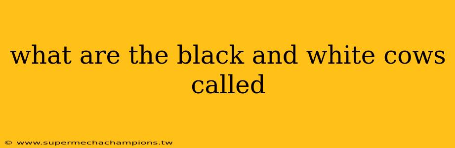 what are the black and white cows called